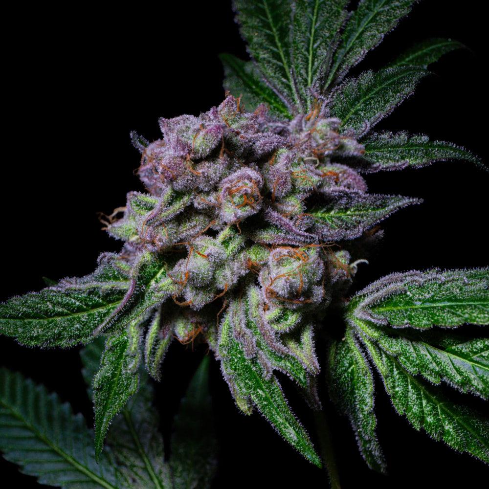 Sour Aloha | Feminisierte Cannabissamen | Exotic Line - Cannabisverein Recklinghausen e.V.