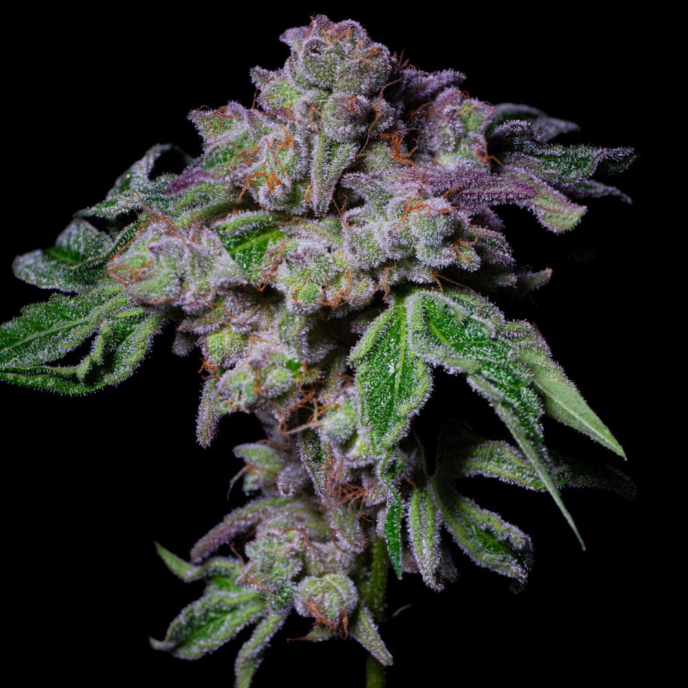 Sour Aloha | Feminisierte Cannabissamen | Exotic Line - Cannabisverein Recklinghausen e.V.