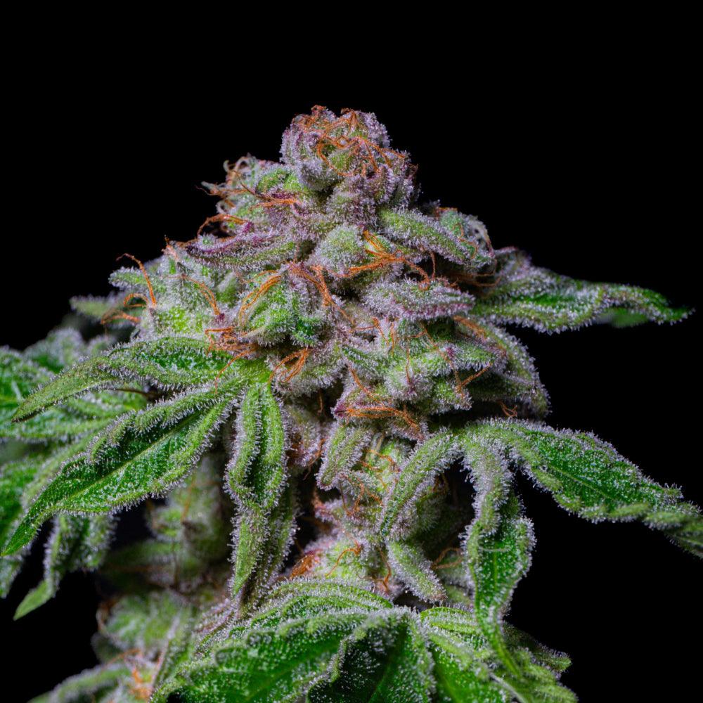 Sour Aloha | Feminisierte Cannabissamen | Exotic Line - Cannabisverein Recklinghausen e.V.