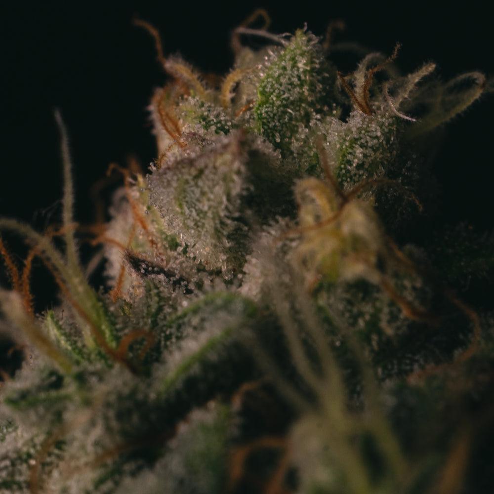 Spooky OG | Feminisierte Cannabissamen - Cannabisverein Recklinghausen e.V.