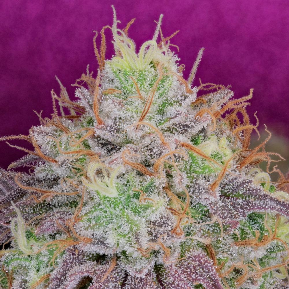 Watermelon Zkittles | Feminisierte Cannabissamen - Cannabisverein Recklinghausen e.V.
