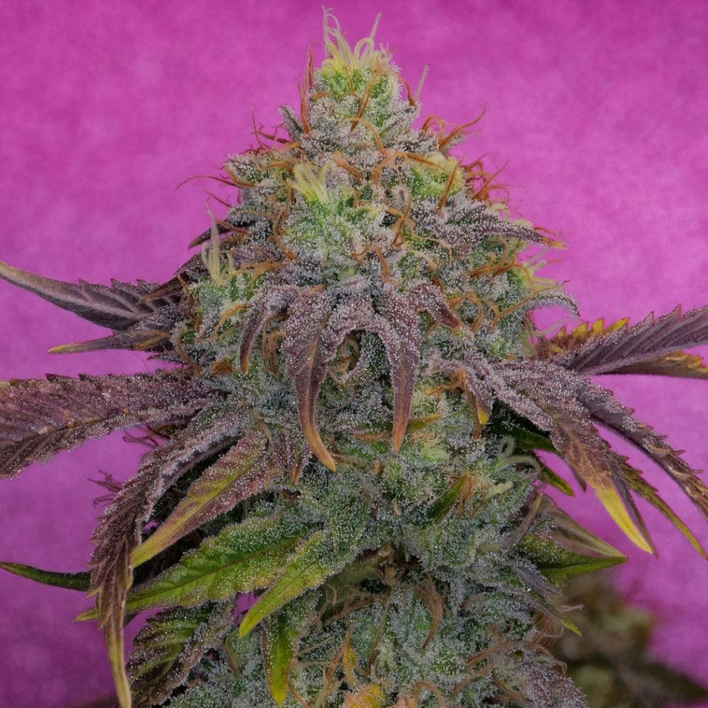 Watermelon Zkittles | Feminisierte Cannabissamen - Cannabisverein Recklinghausen e.V.