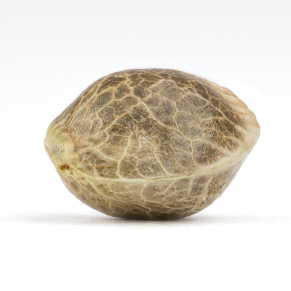 Insanity OG | Feminisierte Cannabissamen | Exotic Line - Cannabisverein Recklinghausen e.V.