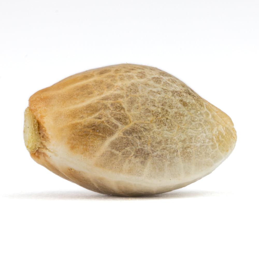 Mochi | Feminisierte Cannabissamen | Exotic Line - Cannabisverein Recklinghausen e.V.