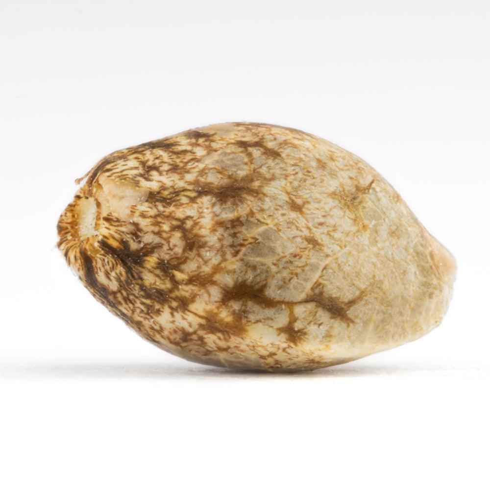 Sour Aloha | Feminisierte Cannabissamen | Exotic Line - Cannabisverein Recklinghausen e.V.