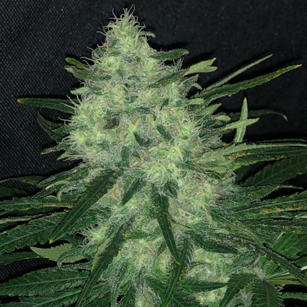 Wedding Cake | Feminisierte Cannabissamen - Cannabisverein Recklinghausen e.V.
