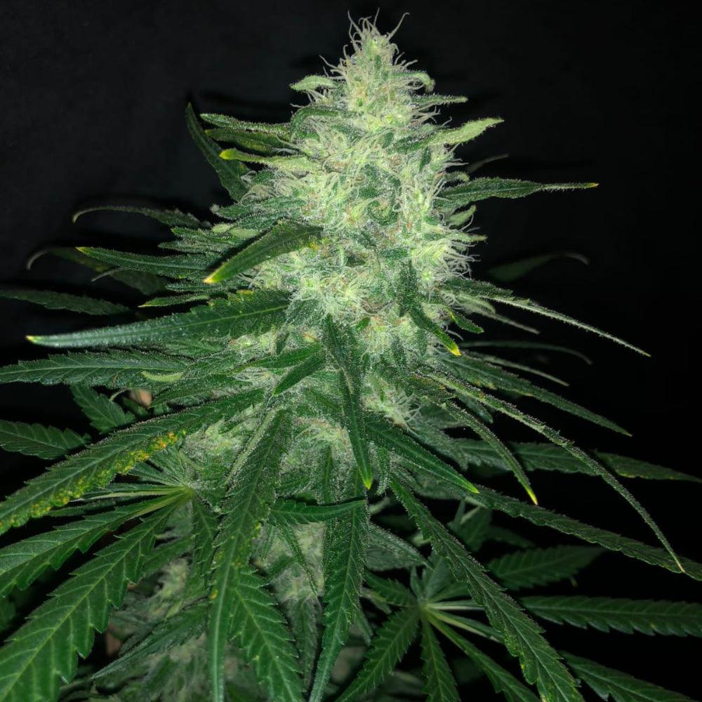 Wedding Cake | Feminisierte Cannabissamen - Cannabisverein Recklinghausen e.V.